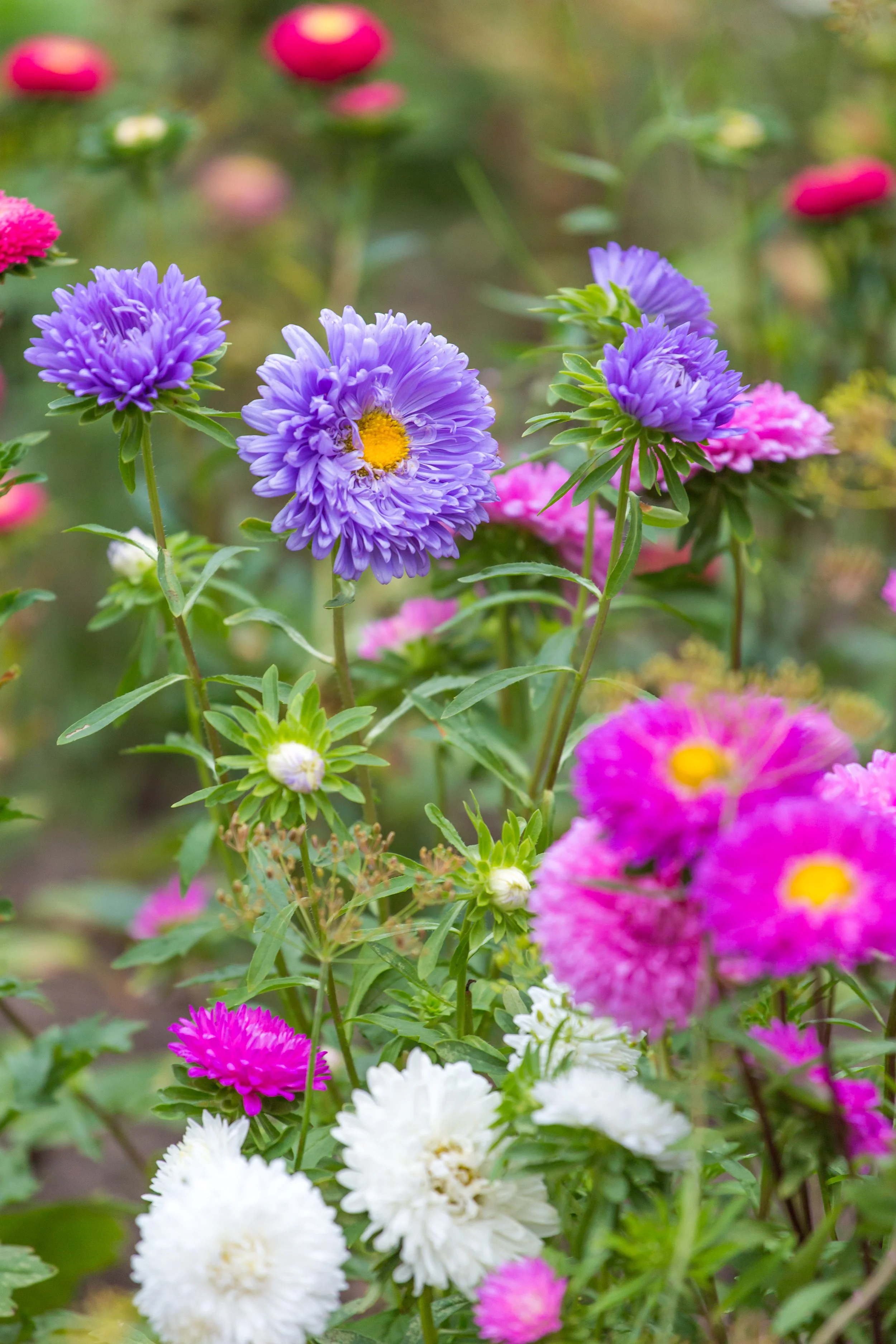 aster — decker rd. seeds | Start Your Garden Today – Shop Quality